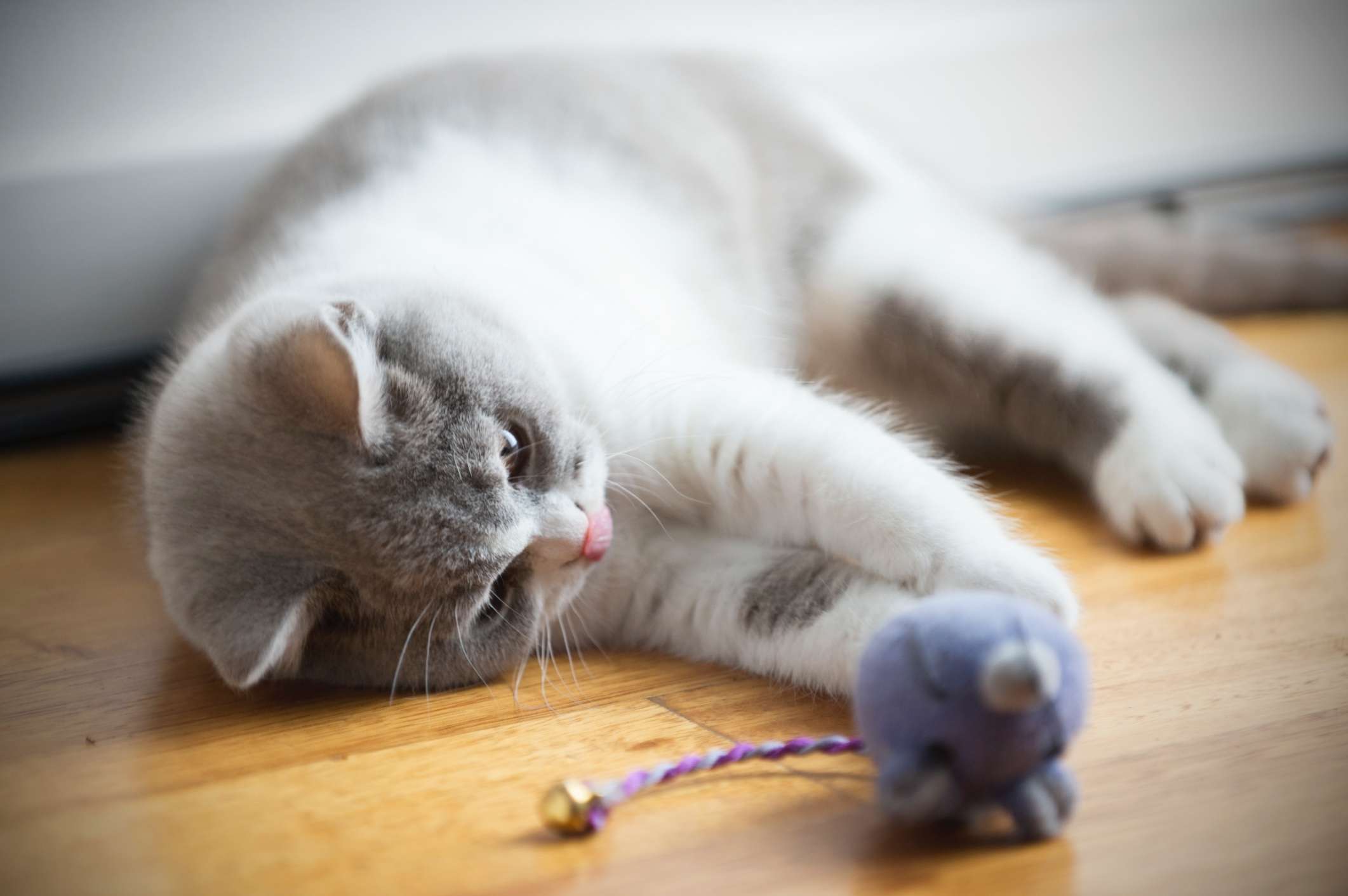 Diamond Road British Shorthair & Longhair Cattery