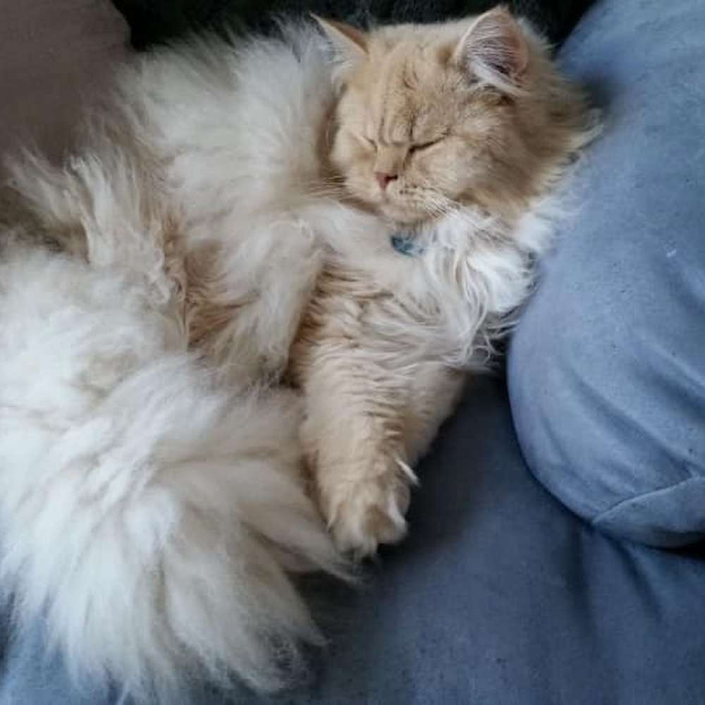 Owner Update