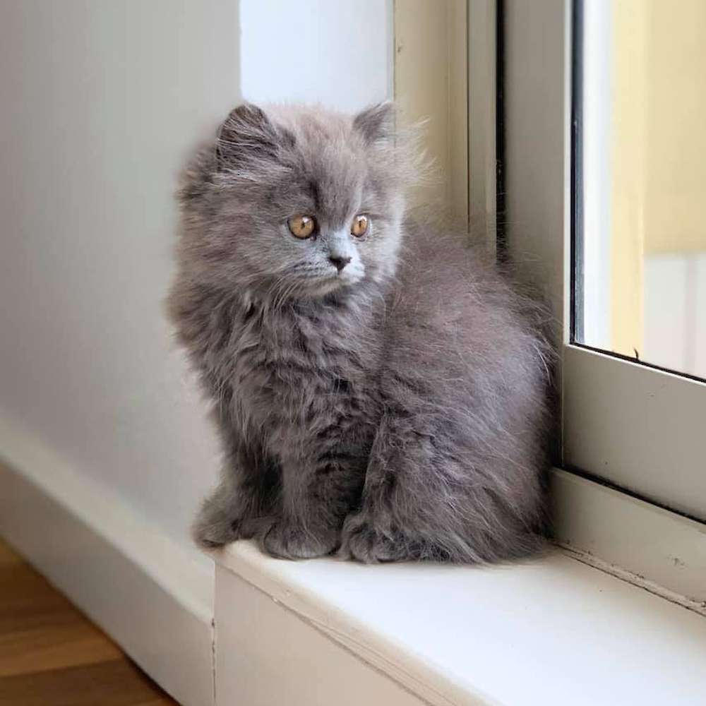Any excuse for Cuteness