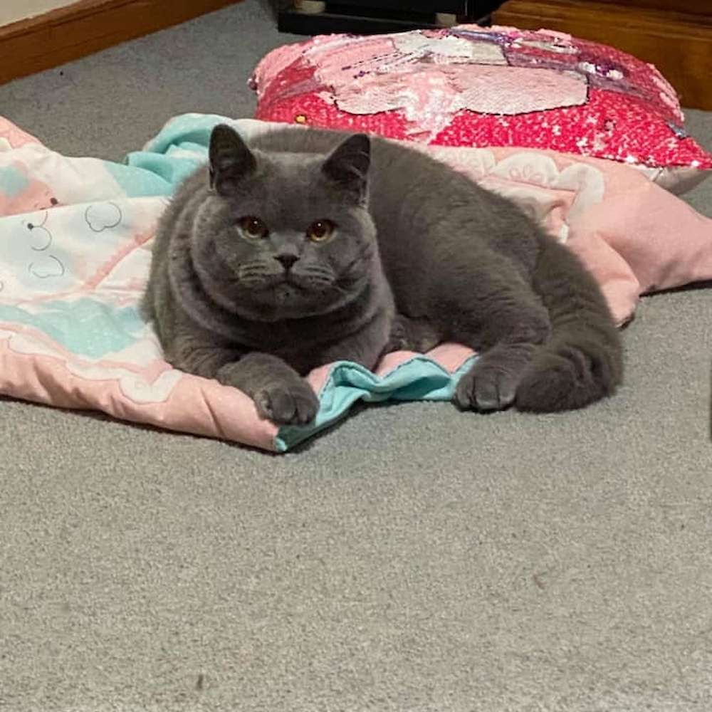 Owner Update: Nelson