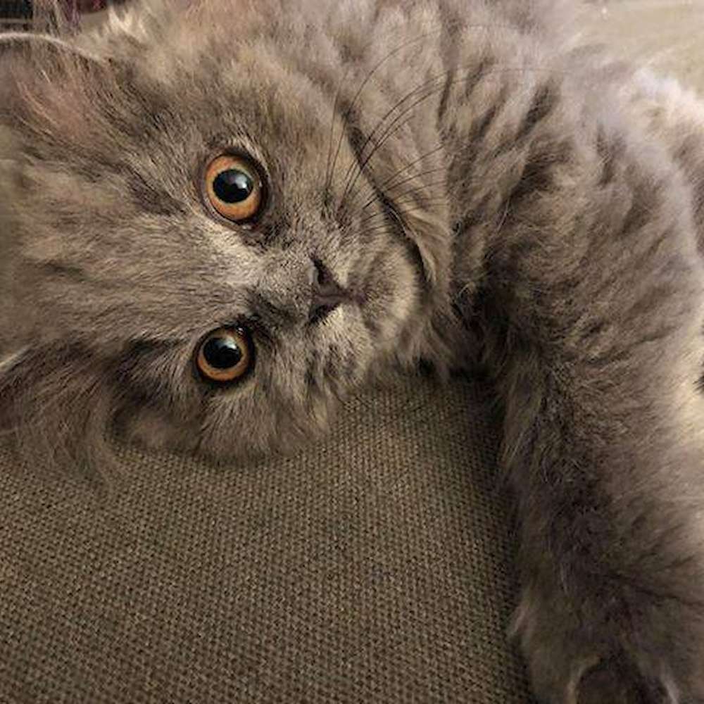Owner Update: Sailor