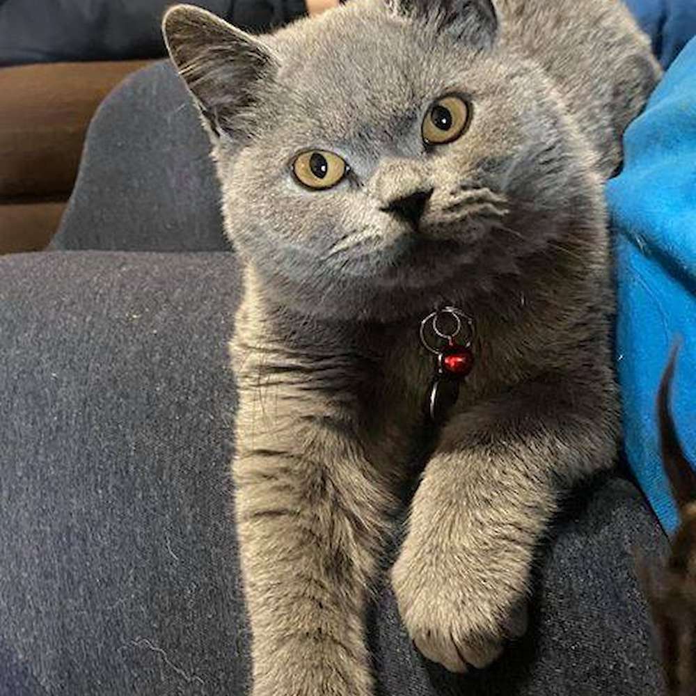 Owner Update: Nelson