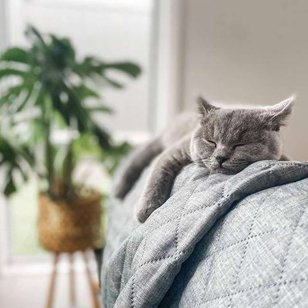 Owner Update: Penelope