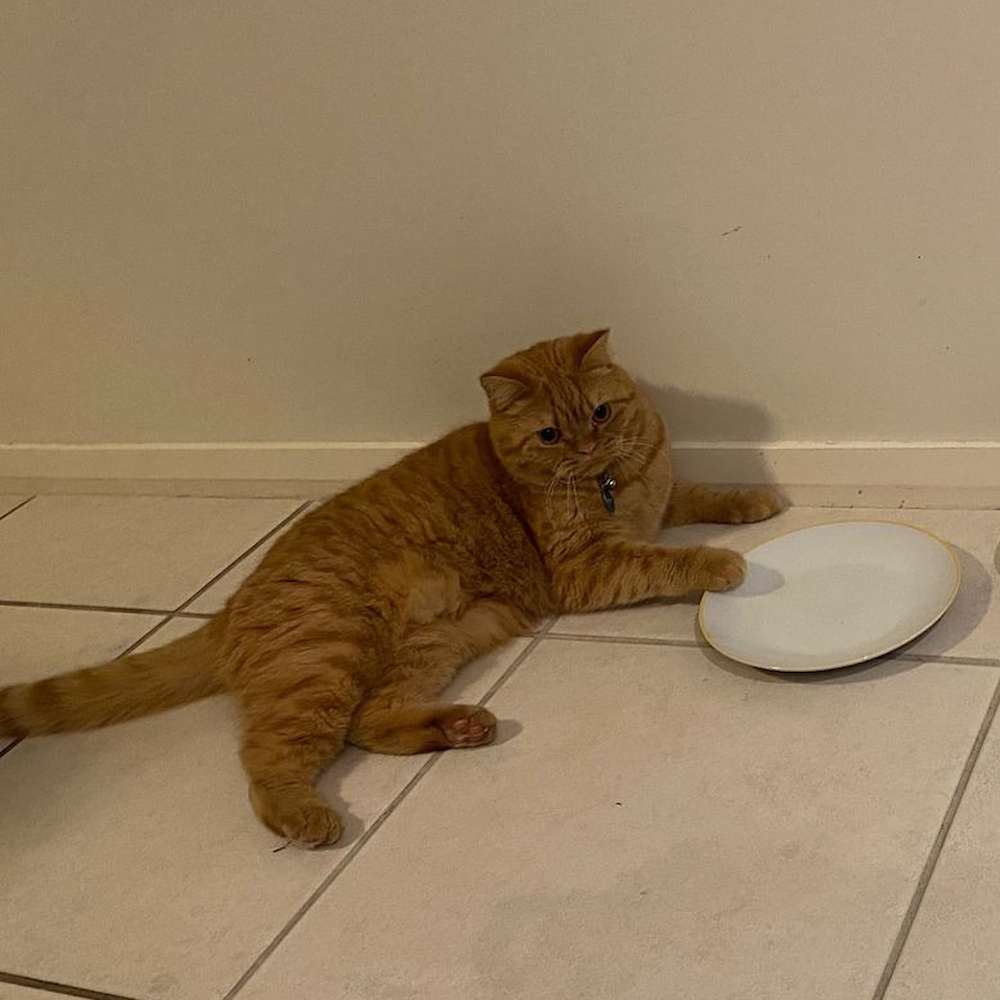Owner Update: King Henry