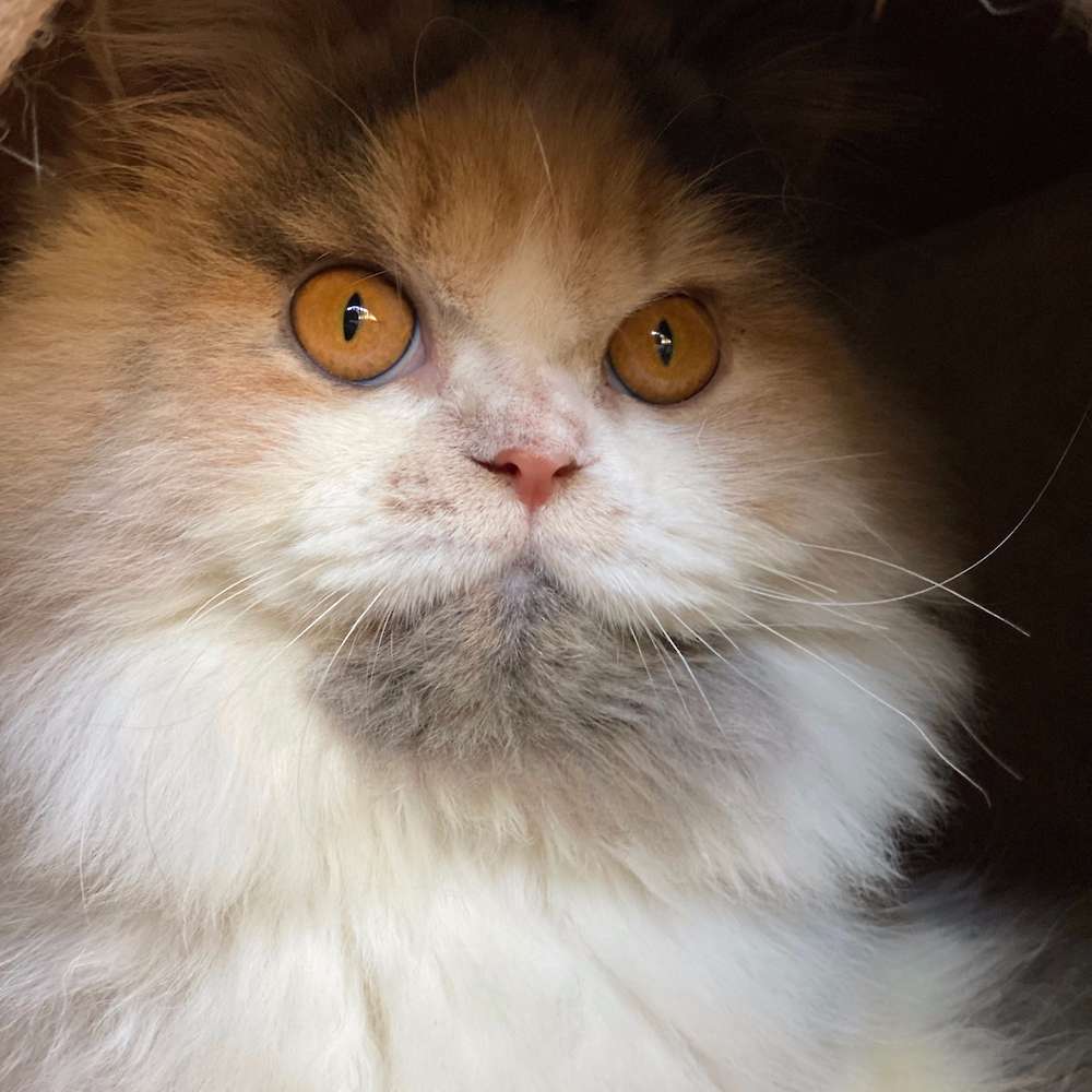 A Fluffy New Addition