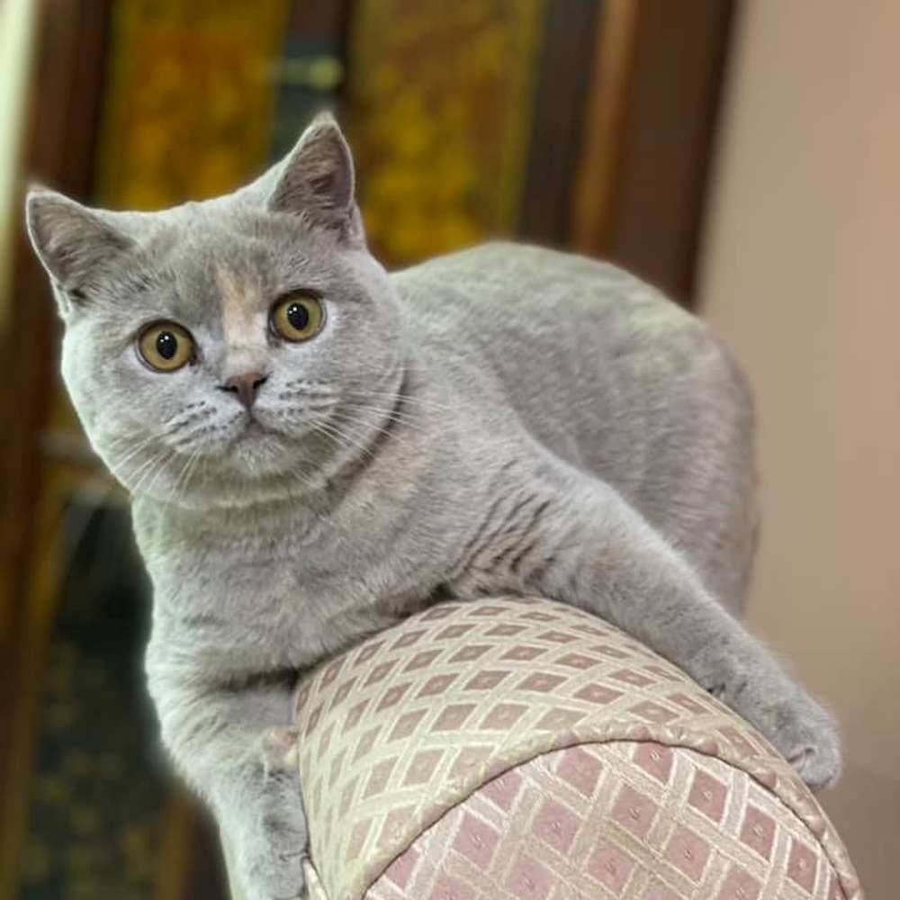 Diamond Road Kiki