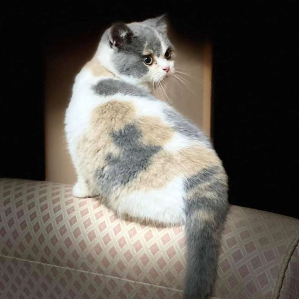 Introducing Mona Lisa