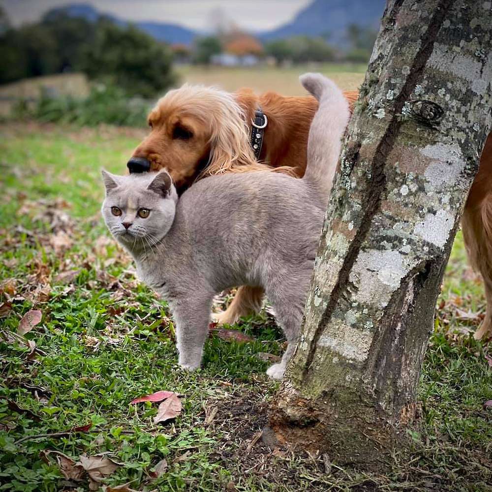 Forever Friends
