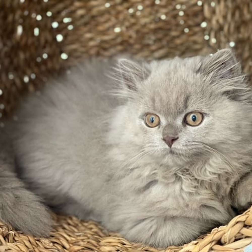Odette finds a new home