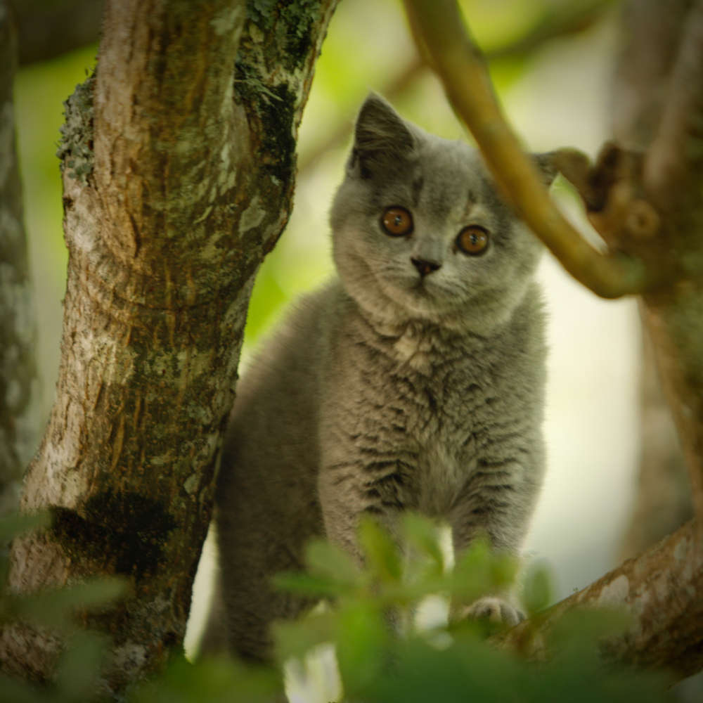 A New Litter for Serendipity