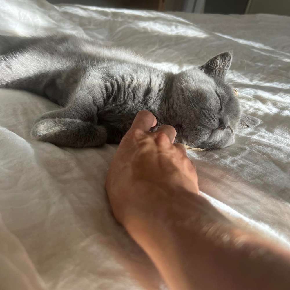 A New Home For Plum