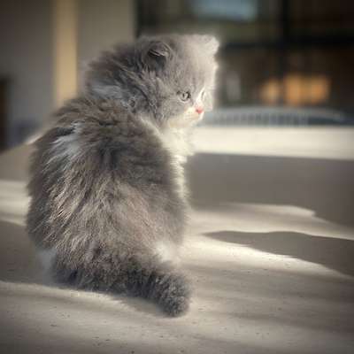 Kingsley x Serendipity Litter